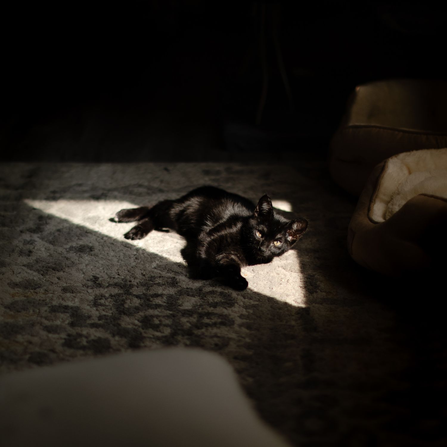 A black cat lounges in a patch of sunlight on a textured floor in a dark room.
