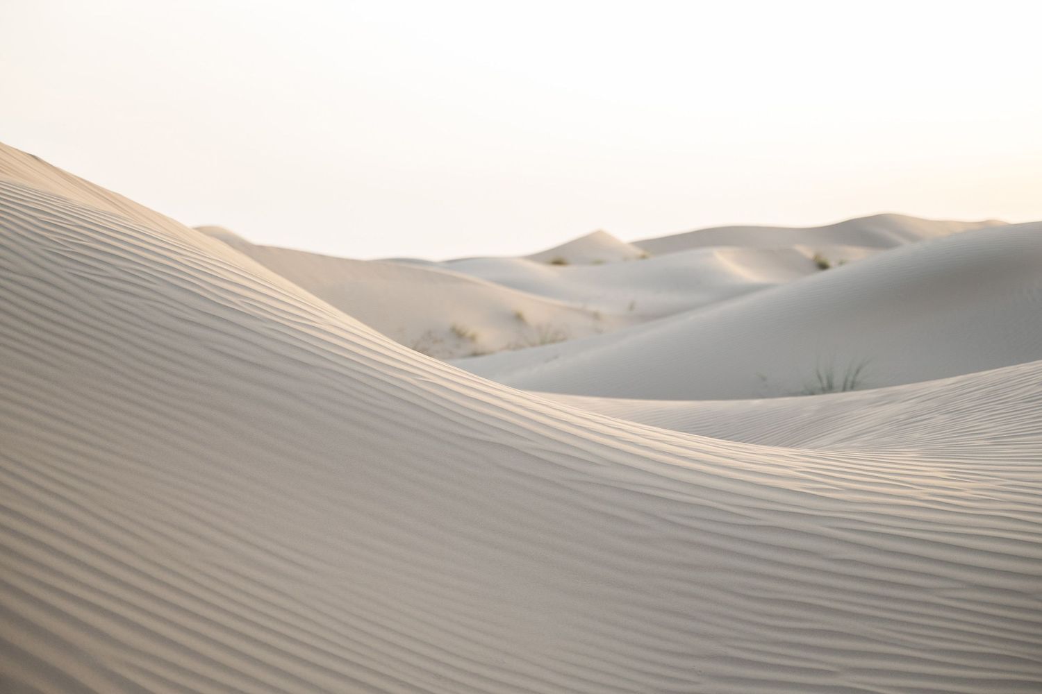 Rolling sand dunes stretch across a vast desert landscape under soft natural lighting creating rippling patterns.