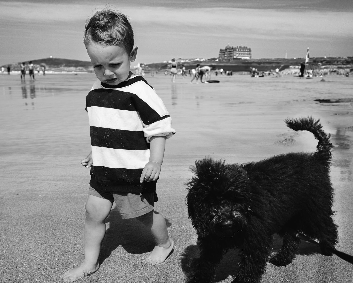 A person and a black dog play together on a sandy beach on a sunny summer day.