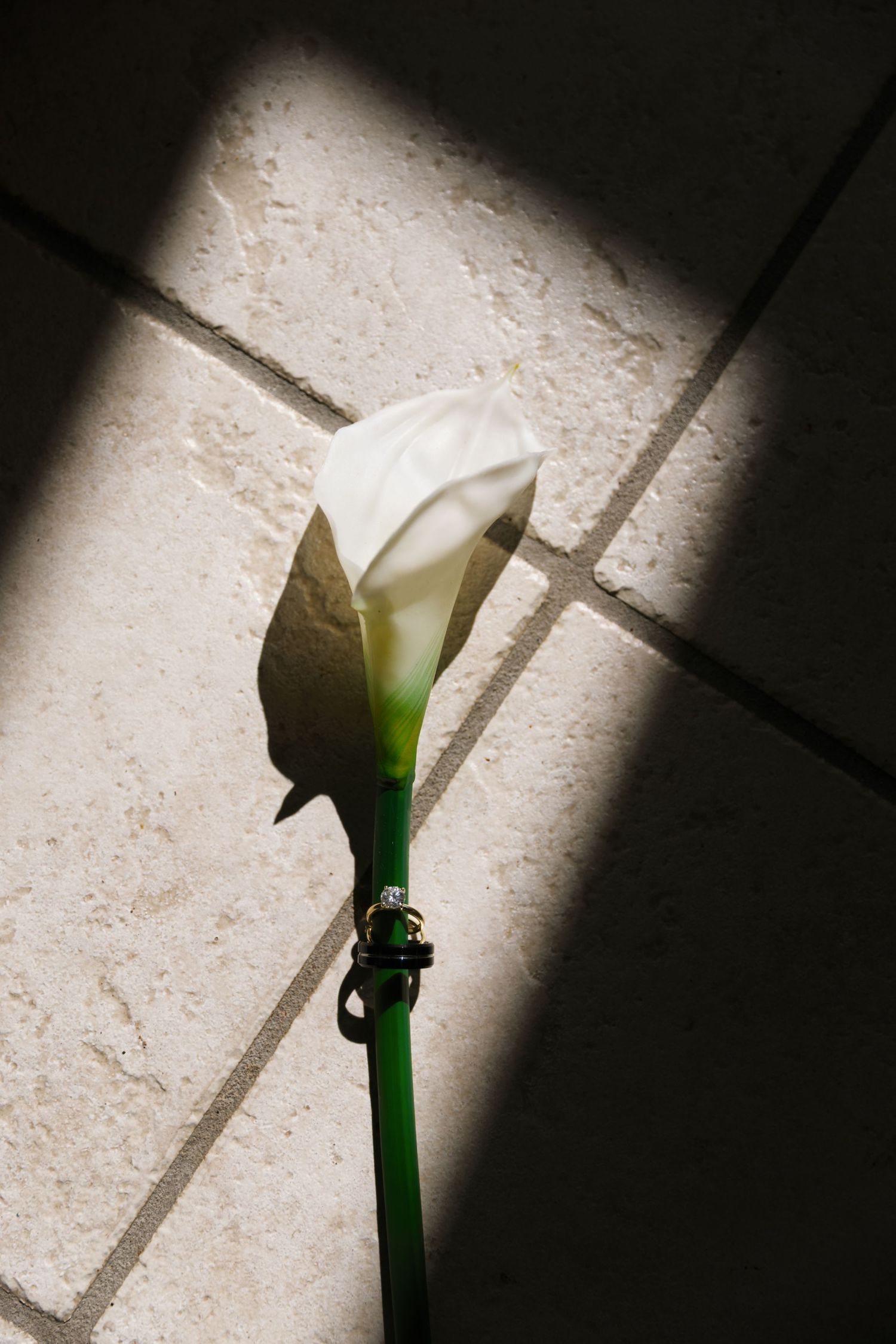 Time-lapse sequence showing a white flower bud gradually opening and blooming in dramatic lighting against a light background.