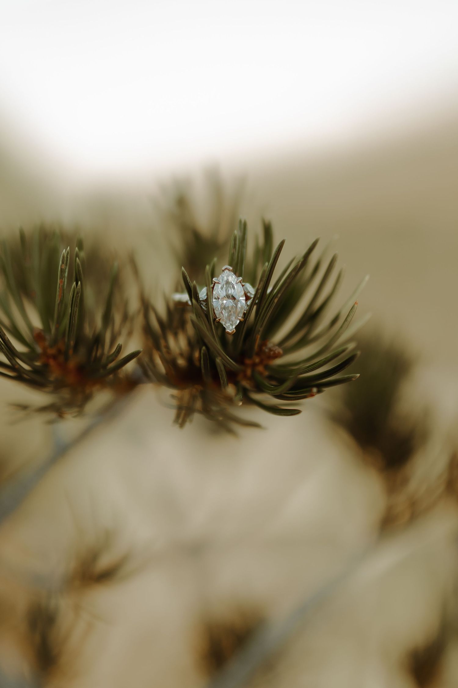 colorado engagement photography, close up of an engagement ring in colorado pine needles on the colorado national monument