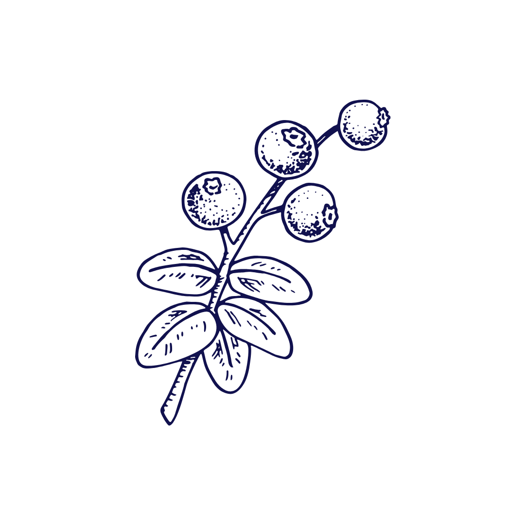 Delicate hand-drawn navy blue illustration of a berry sprig with leaves on white background.