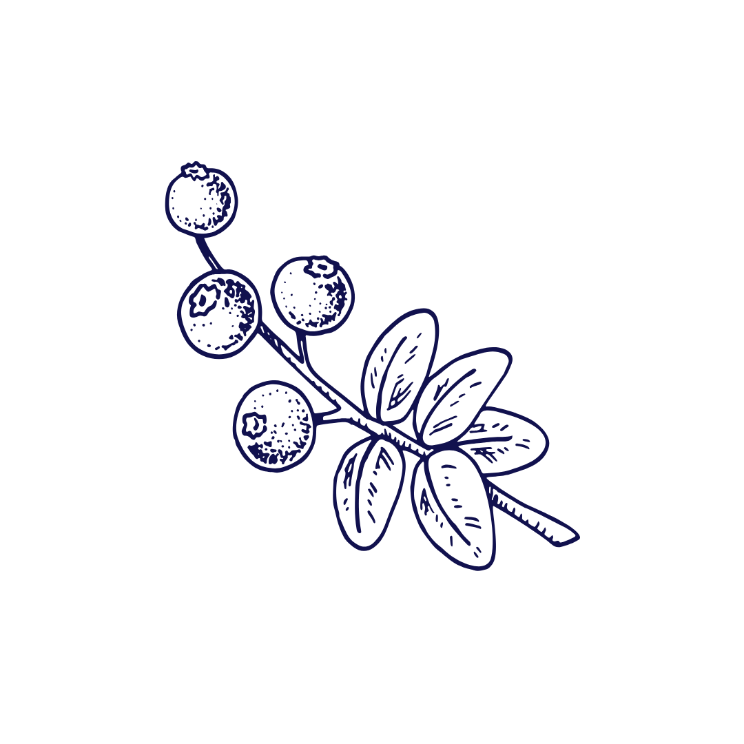 Navy blue sketch illustration of a berry branch with rounded leaves on white background.