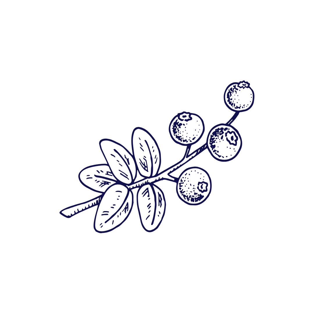Hand drawn sketch of a blueberry branch with leaves and berries in dark blue ink.