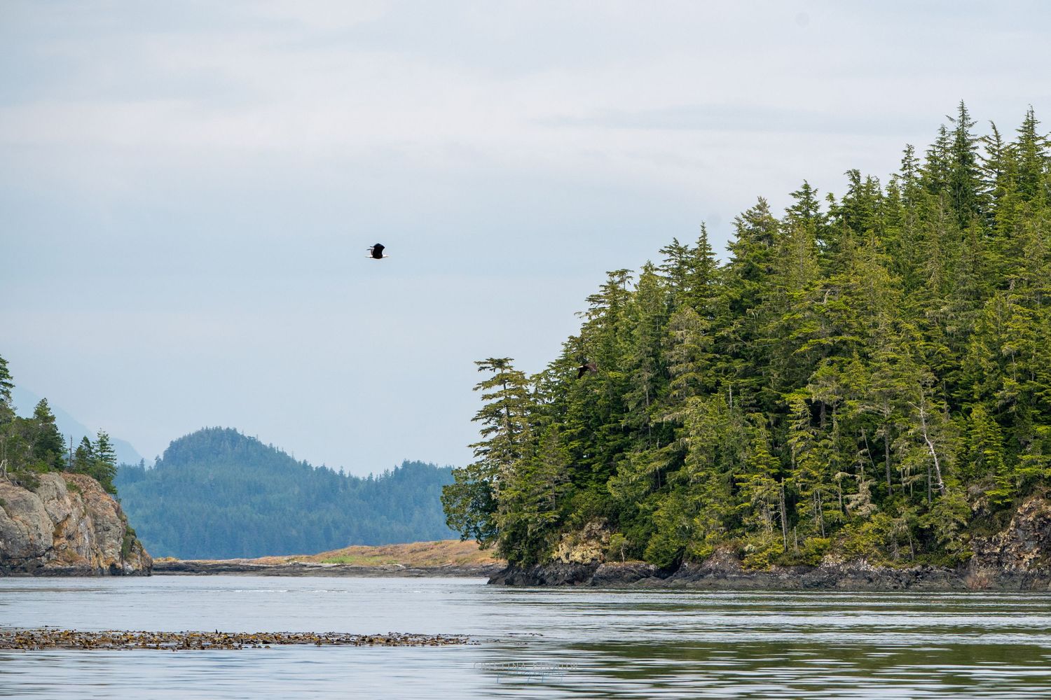 A scenic view of evergreen trees along a rocky coastline with mountains in the distance.