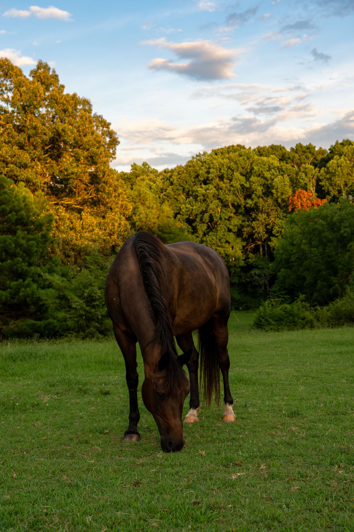 Brown horses grazing in a grassy field during golden hour.