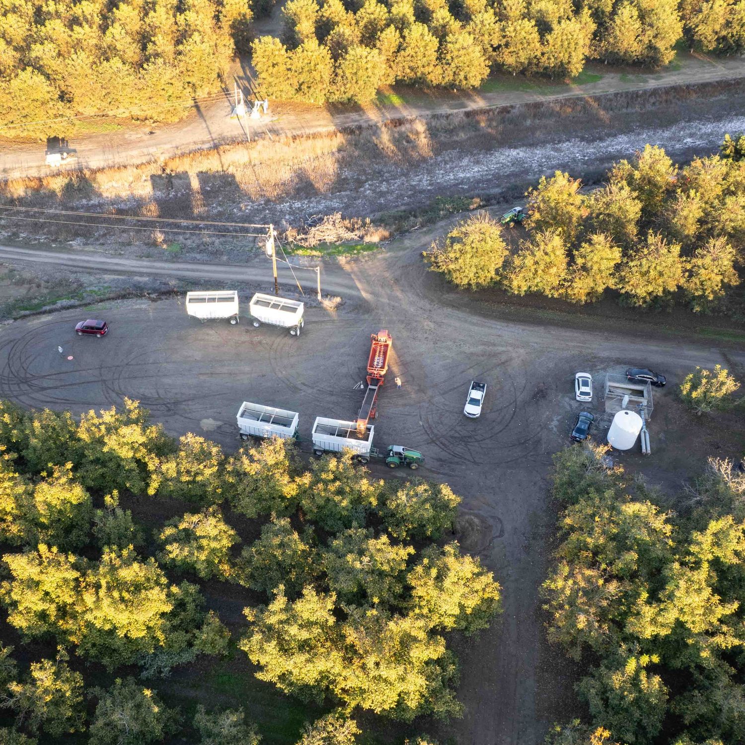 Plan view of pecan harvest.