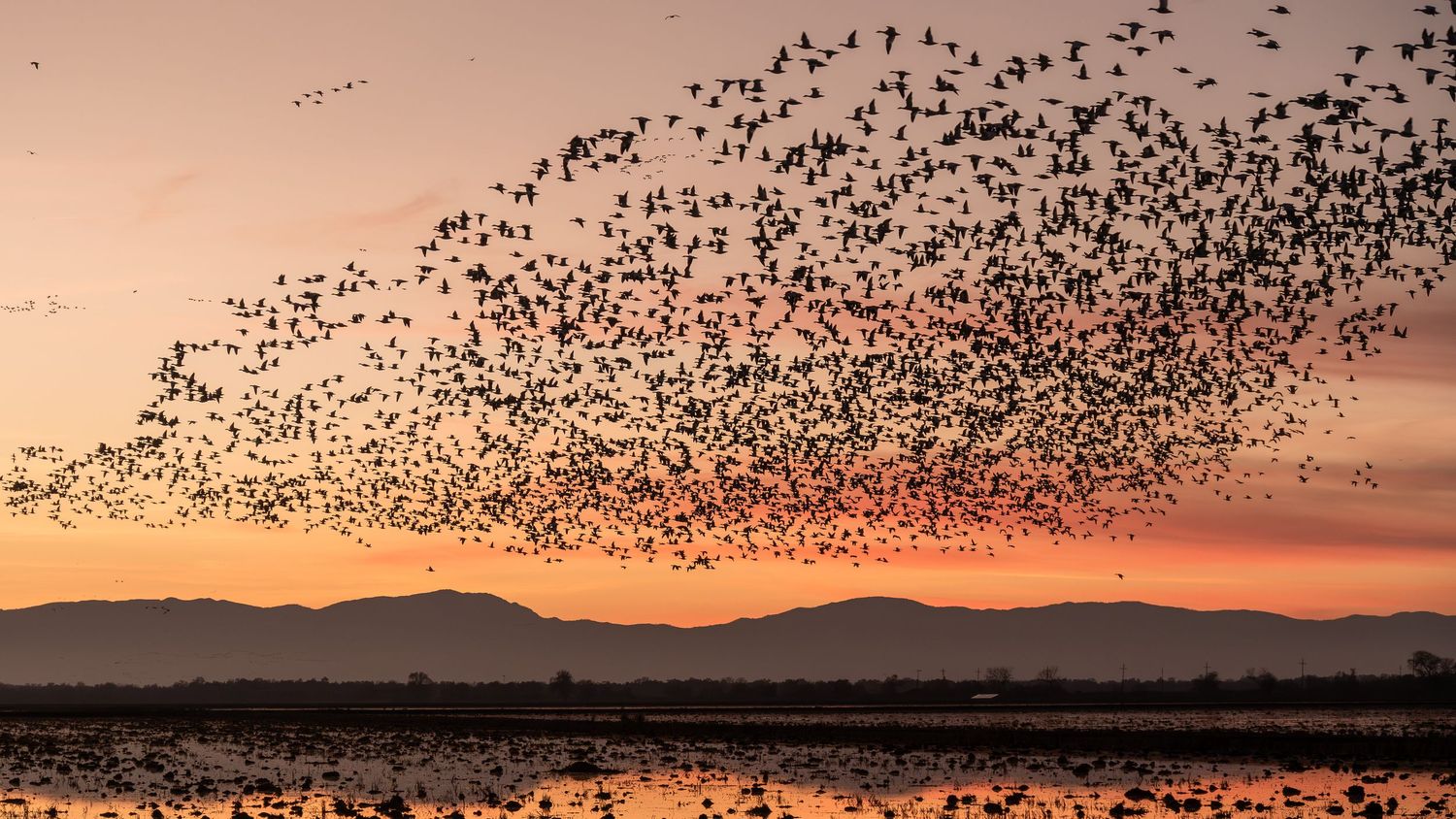 Thousands of snow geese and sandhill cranes fly off at sunset.
