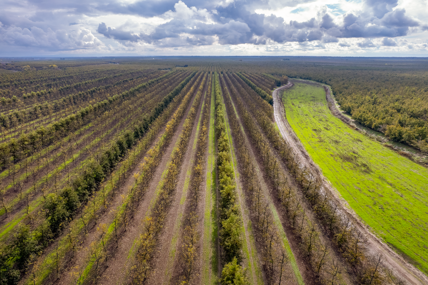 Aerial drone agricultural property survey showing pecan orchards and slough