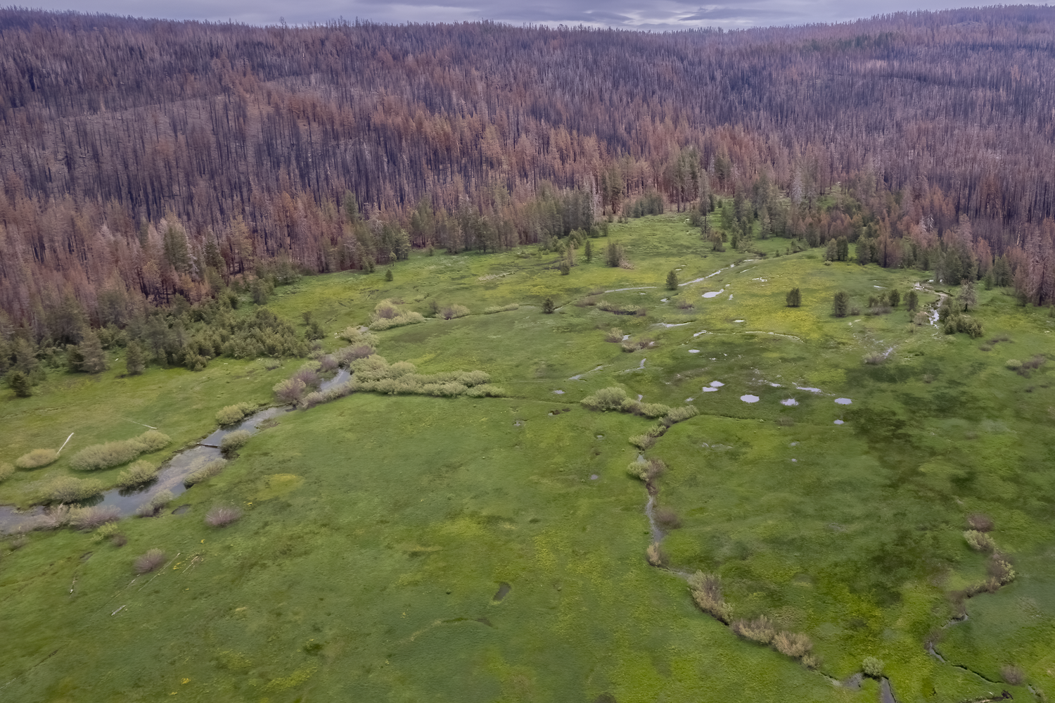 Aerial view of a homestead recorded during an archaeological survay during a wetland restoration project.
