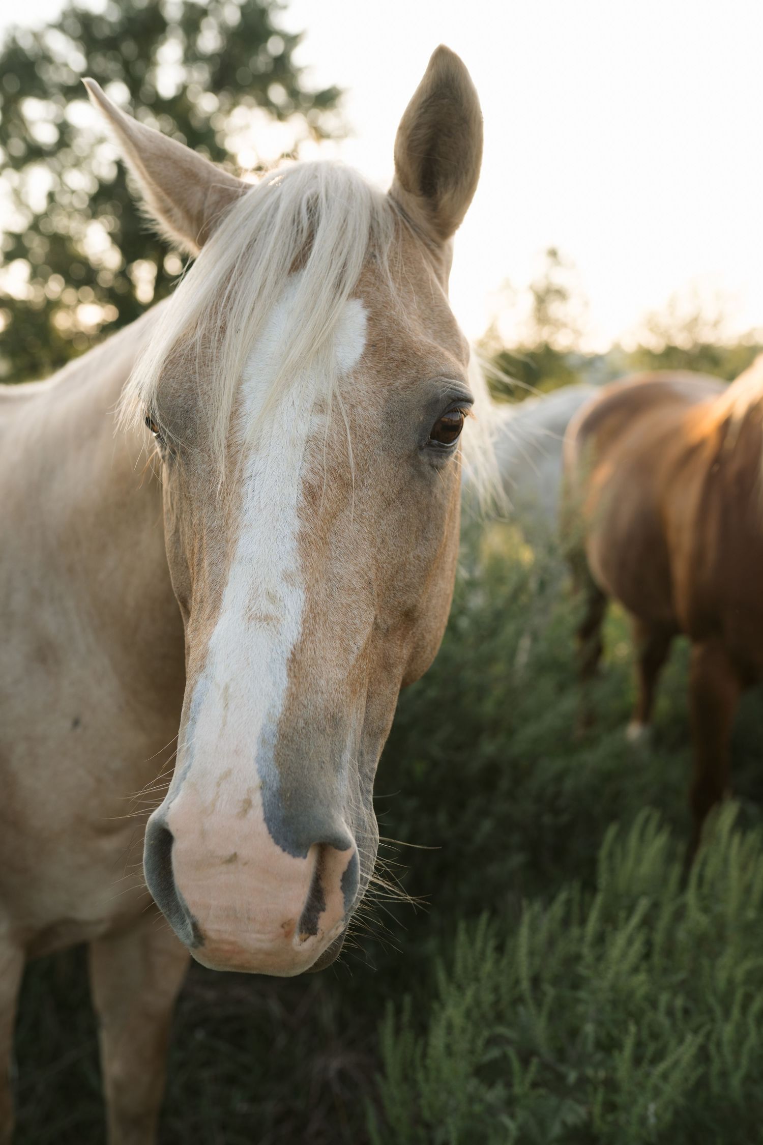 Family Session With Horses On A Private Property In St. John, Indiana Near Chicago