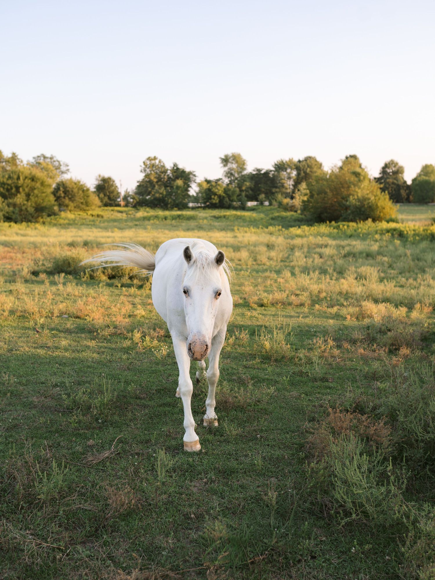 Family Session With Horses On A Private Property In St. John, Indiana Near Chicago