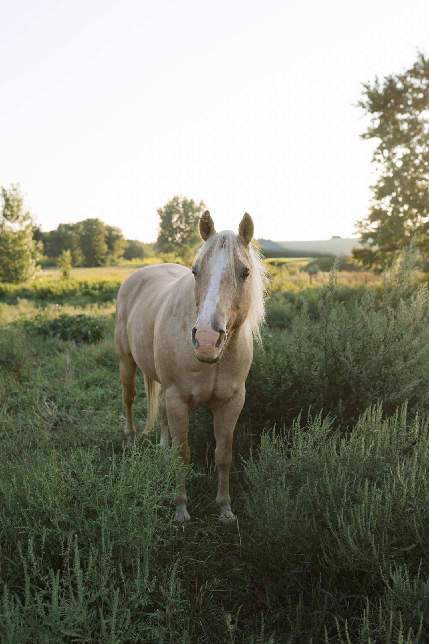 Family Session With Horses On A Private Property In St. John, Indiana Near Chicago