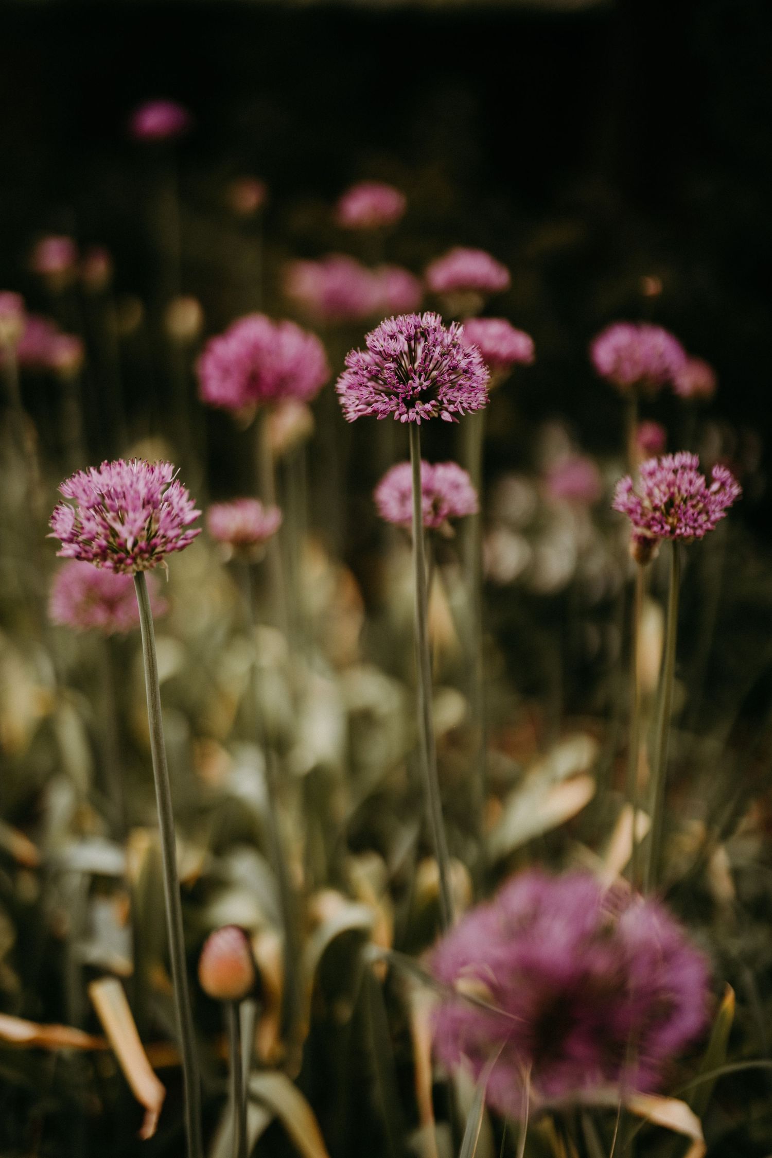 Purple allium flowers in bloom with soft bokeh background.