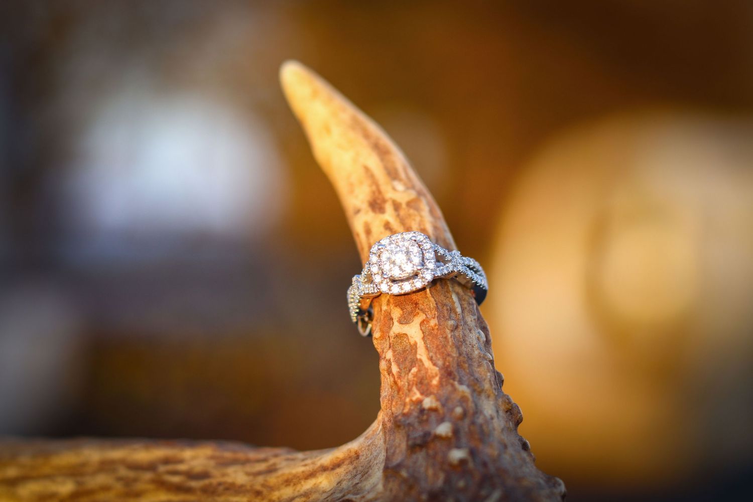 Engagement ring on deer antler
