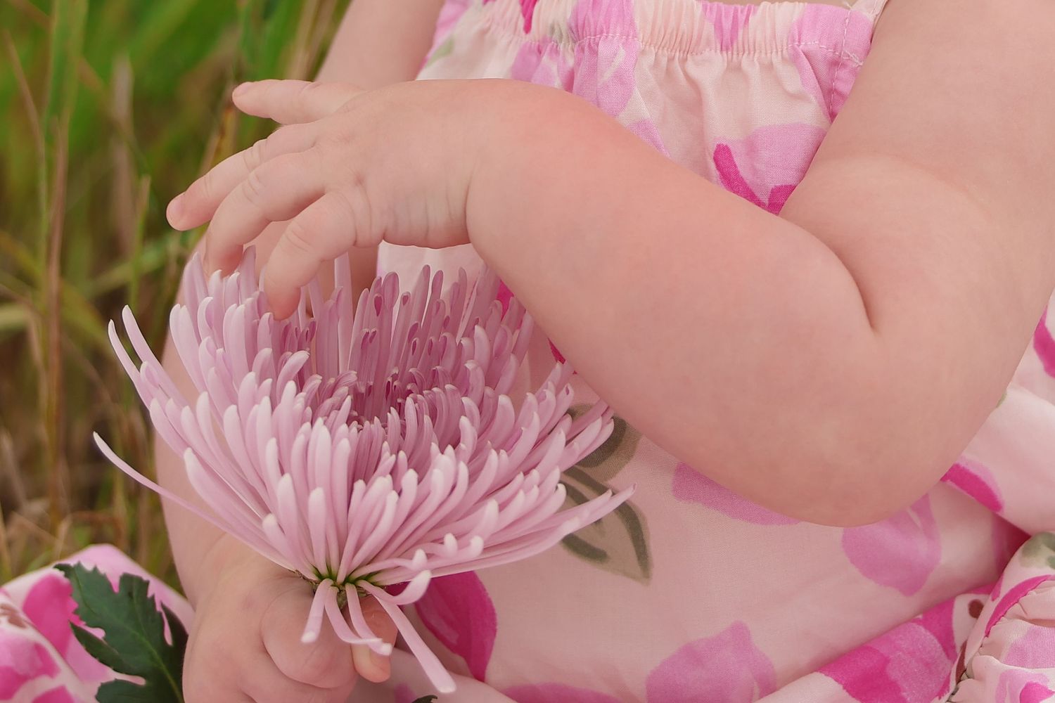 Small hands gently touch a large pink chrysanthemum flower bloom against a natural outdoor background.