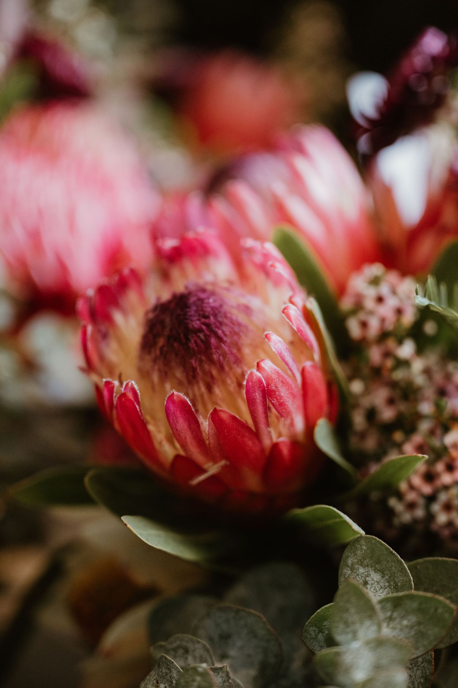 Close-up macro photograph of pink protea flower petals with dark green leaves in soft natural lighting.
