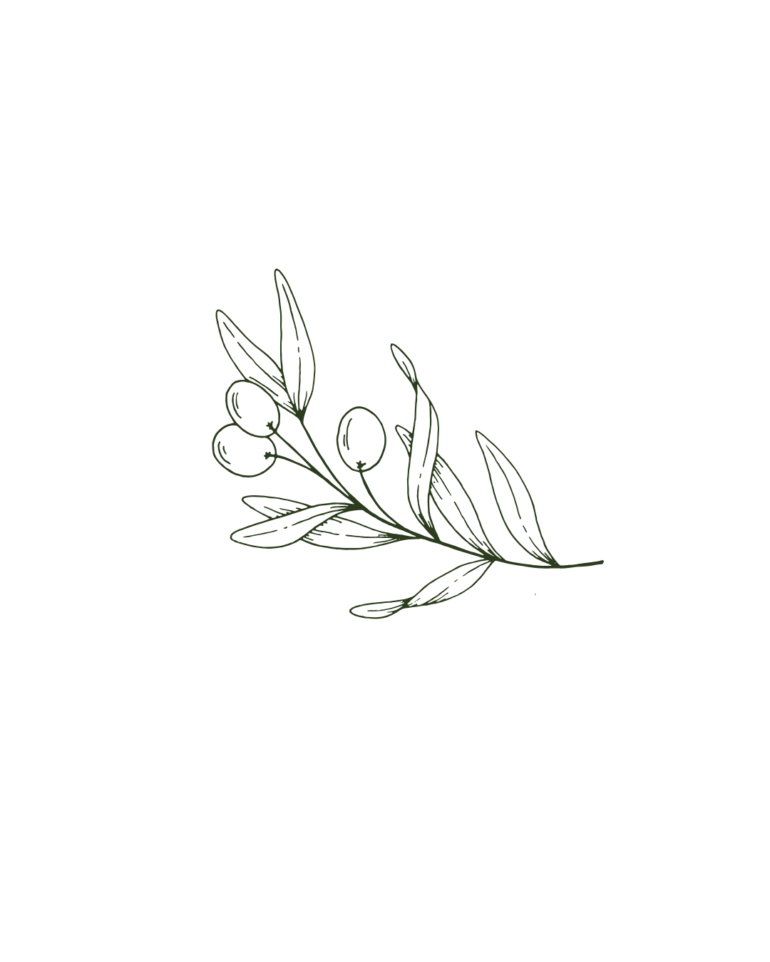 Delicate floral line drawing illustration with minimalist botanical elements.