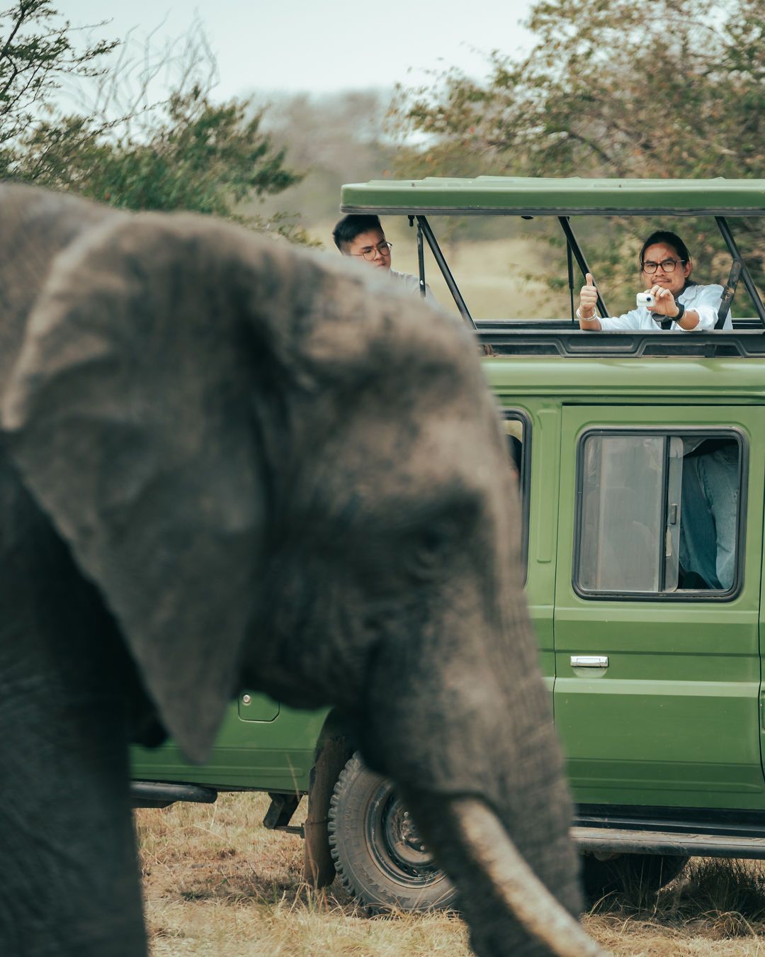 elephant