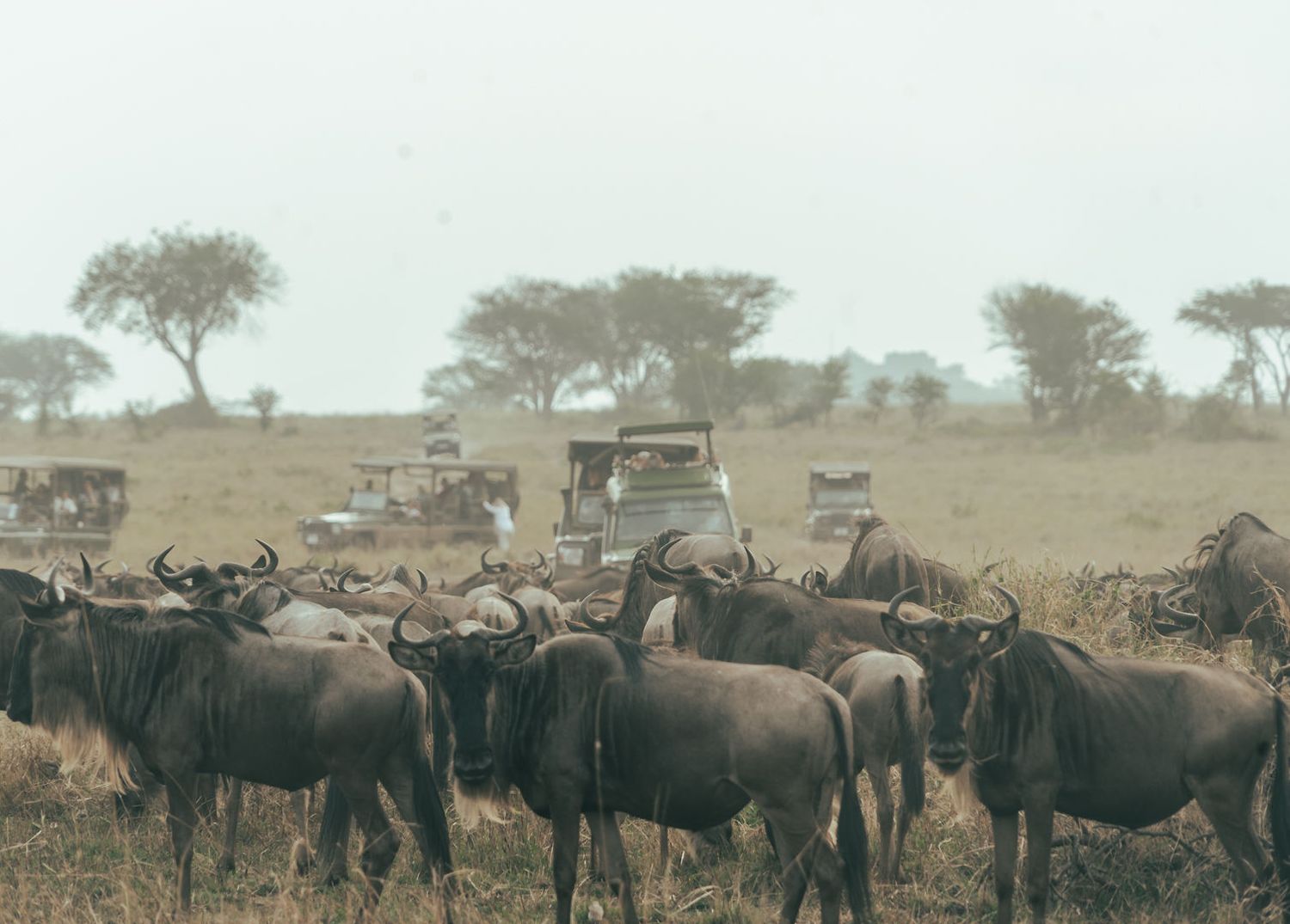 safari