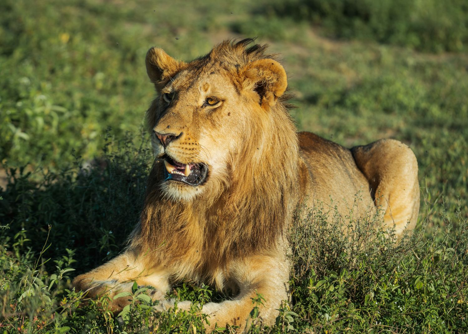lion photography