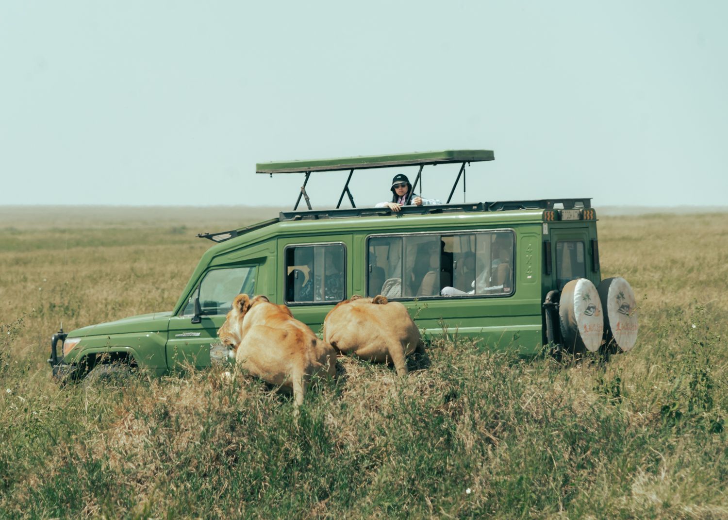 safari photography