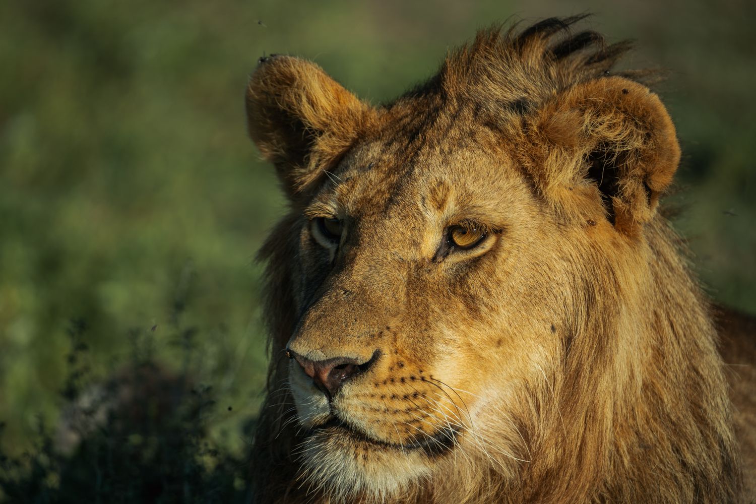 lion head