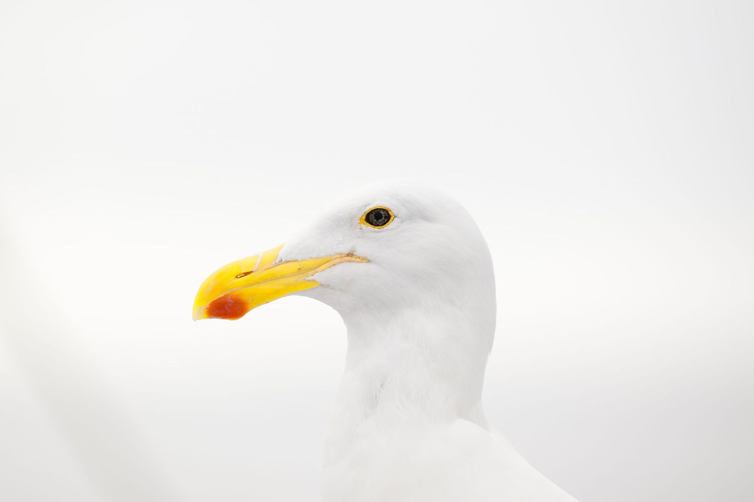 Kelp Gull Walvis Bay Namibia