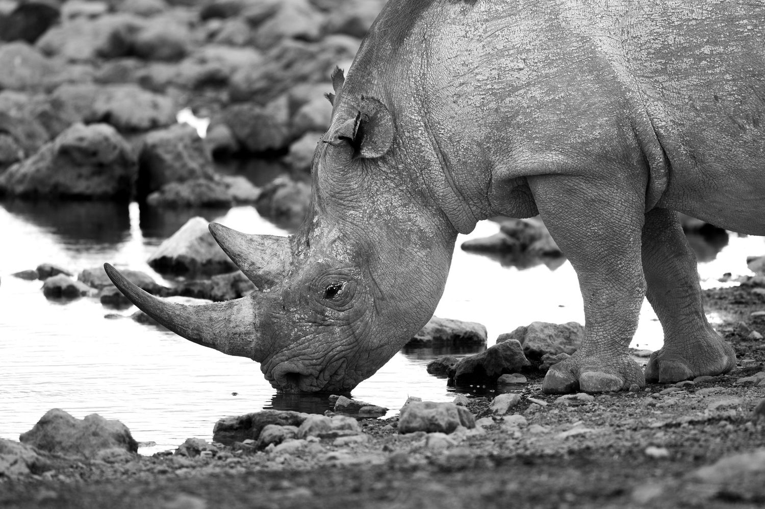 Rhino drinking water
