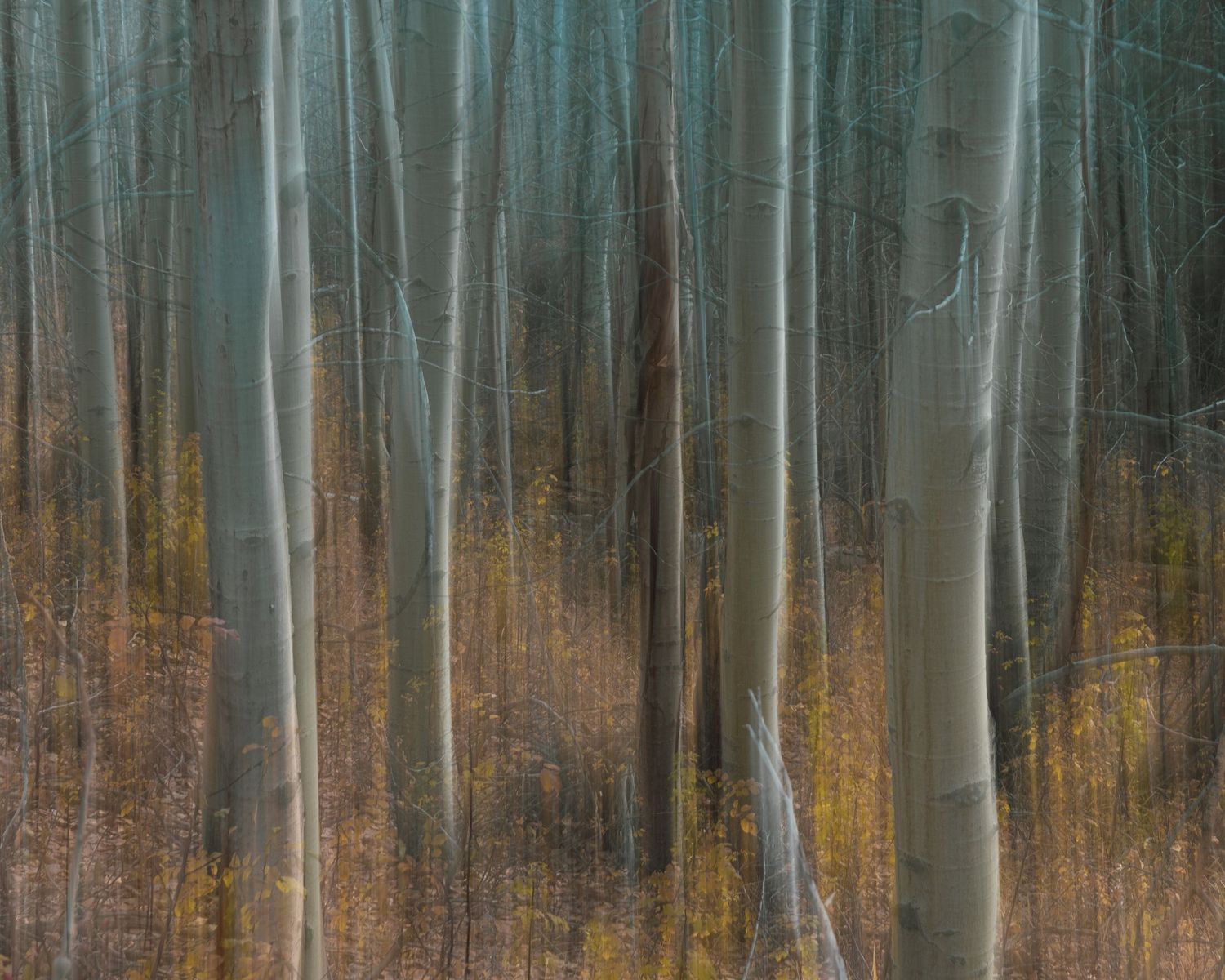 Dreamy soft-focus forest of tall aspen tree trunks with golden autumn undergrowth in muted tones.