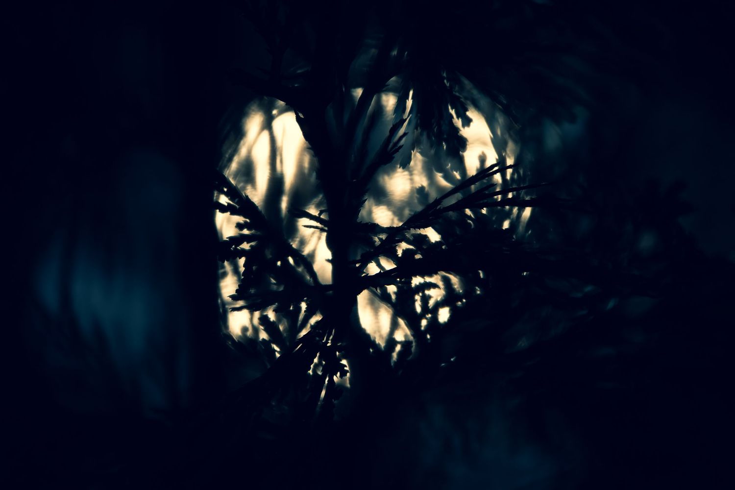 Dark mysterious close-up of tangled branches and leaves in dim shadowy light.