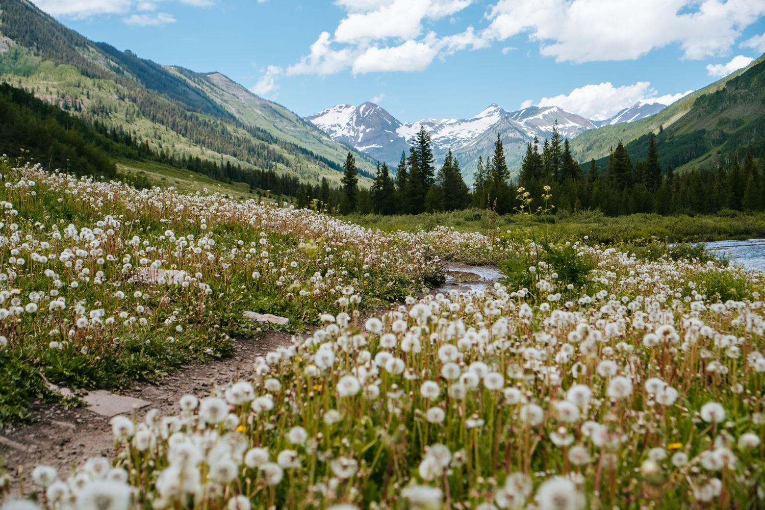 Expansive field of white wildflowers with a mountain trail, pine trees, and snow-dusted peaks under blue sky.