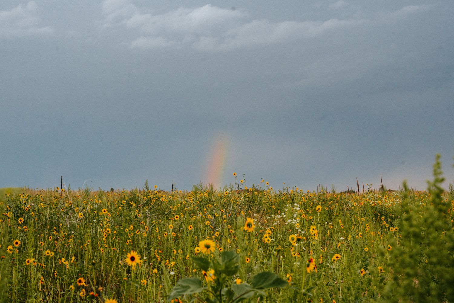 Wildflower meadow with sunflowers under stormy sky with a rainbow in the distance.