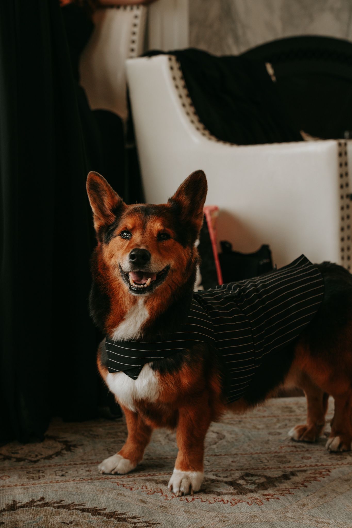 Adorable corgi dog dressed in a black tuxedo outfit poses at a wedding celebration.