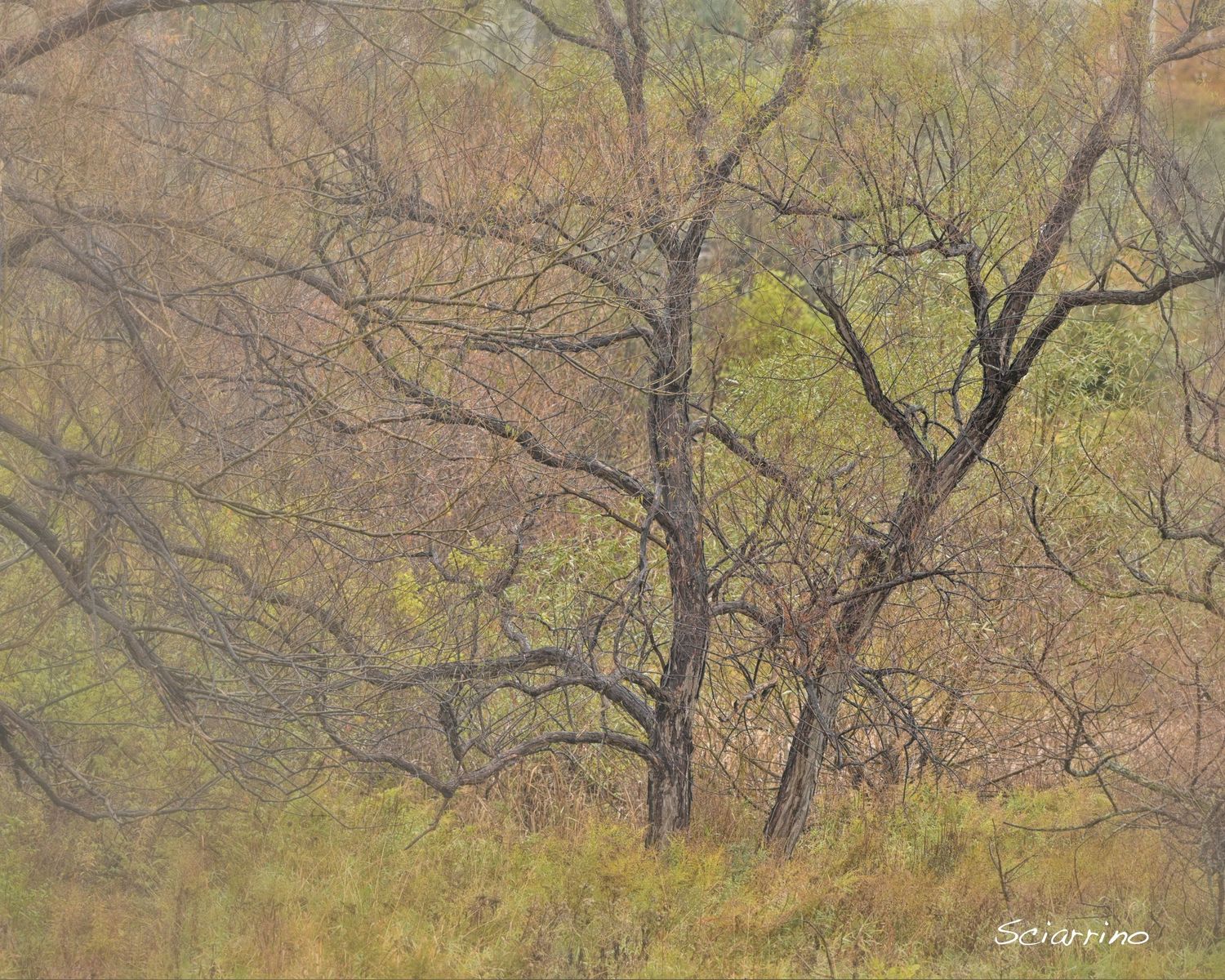 A autumn landscape with bare trees and golden-brown foliage stretching across a hillside in muted tones. 
Horvath-Photography-Sam-Sciarrino