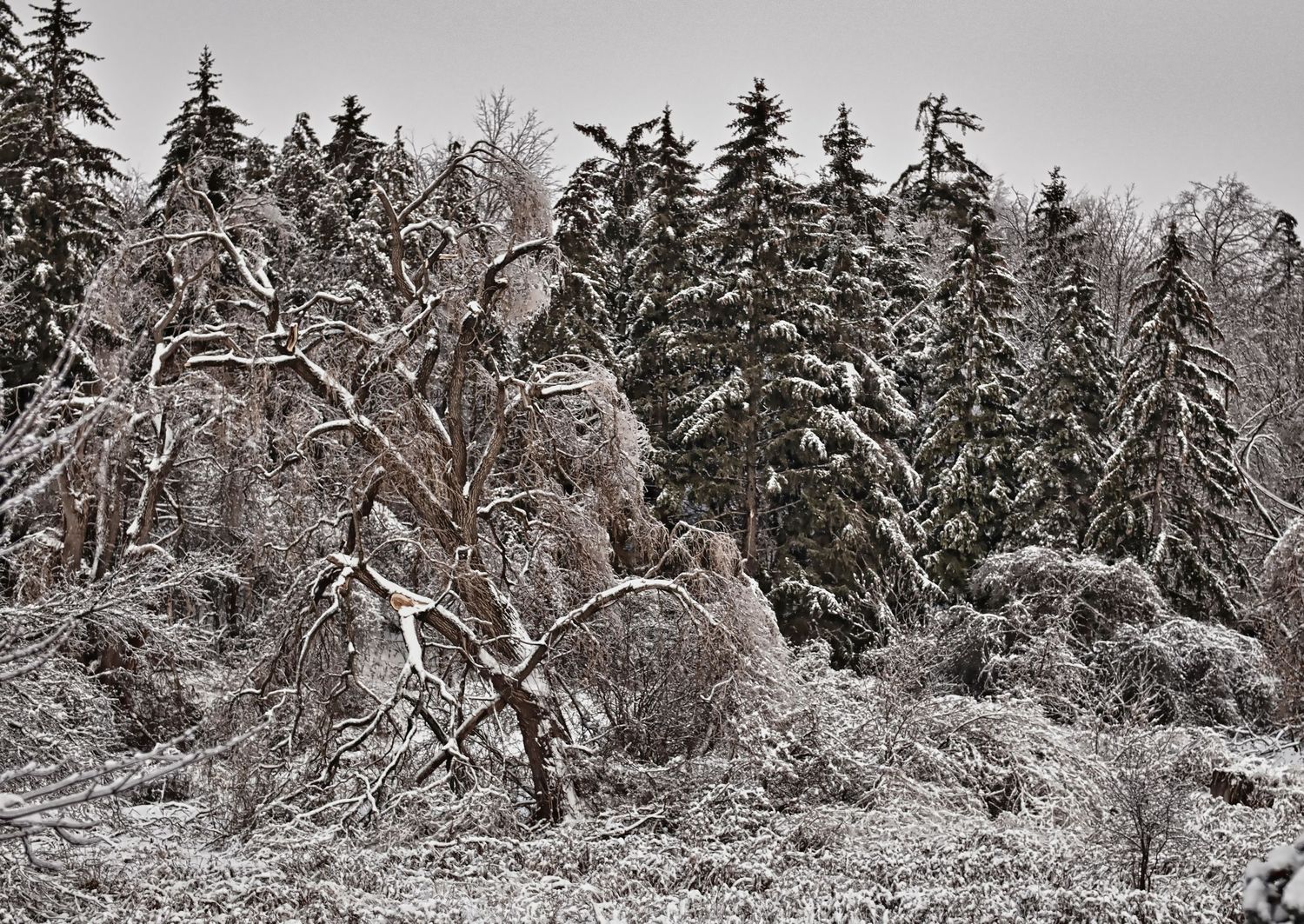 Snow-covered evergreen trees and bare branches create a dramatic winter forest landscape in black and white.