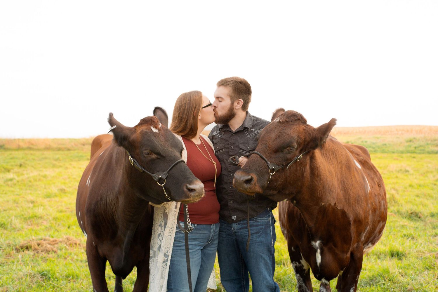 Couple kissing between two brown cows in a green field during an outdoor engagement photo session.