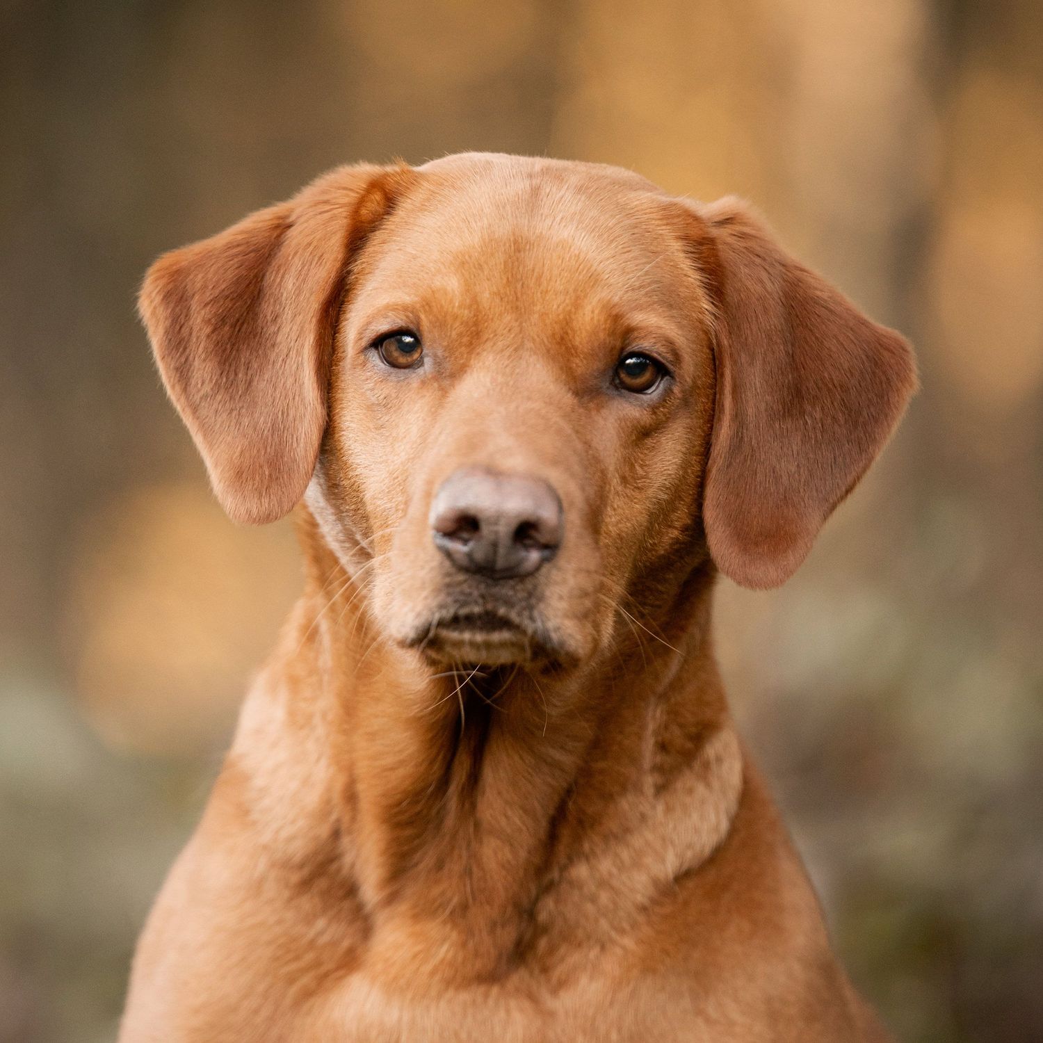 Close up portrait of a fox red labrador dog with warm brown eyes at Stockhill Woods near Wells .