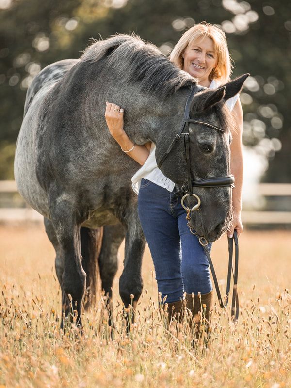 A dark gray horse stands in a golden field of tall grass at sunset while being led by someone in blue jeans.