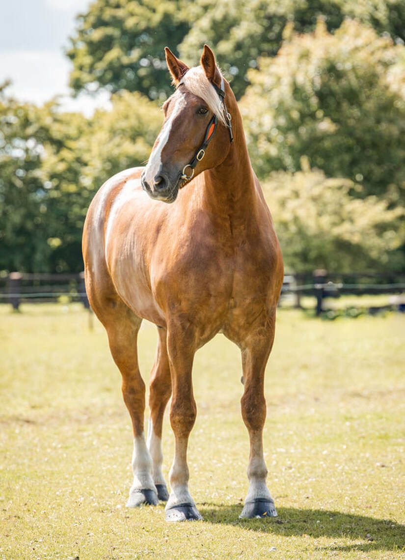 A chestnut horse with white socks stands gracefully in a sunny pasture with wooden fencing in the background.