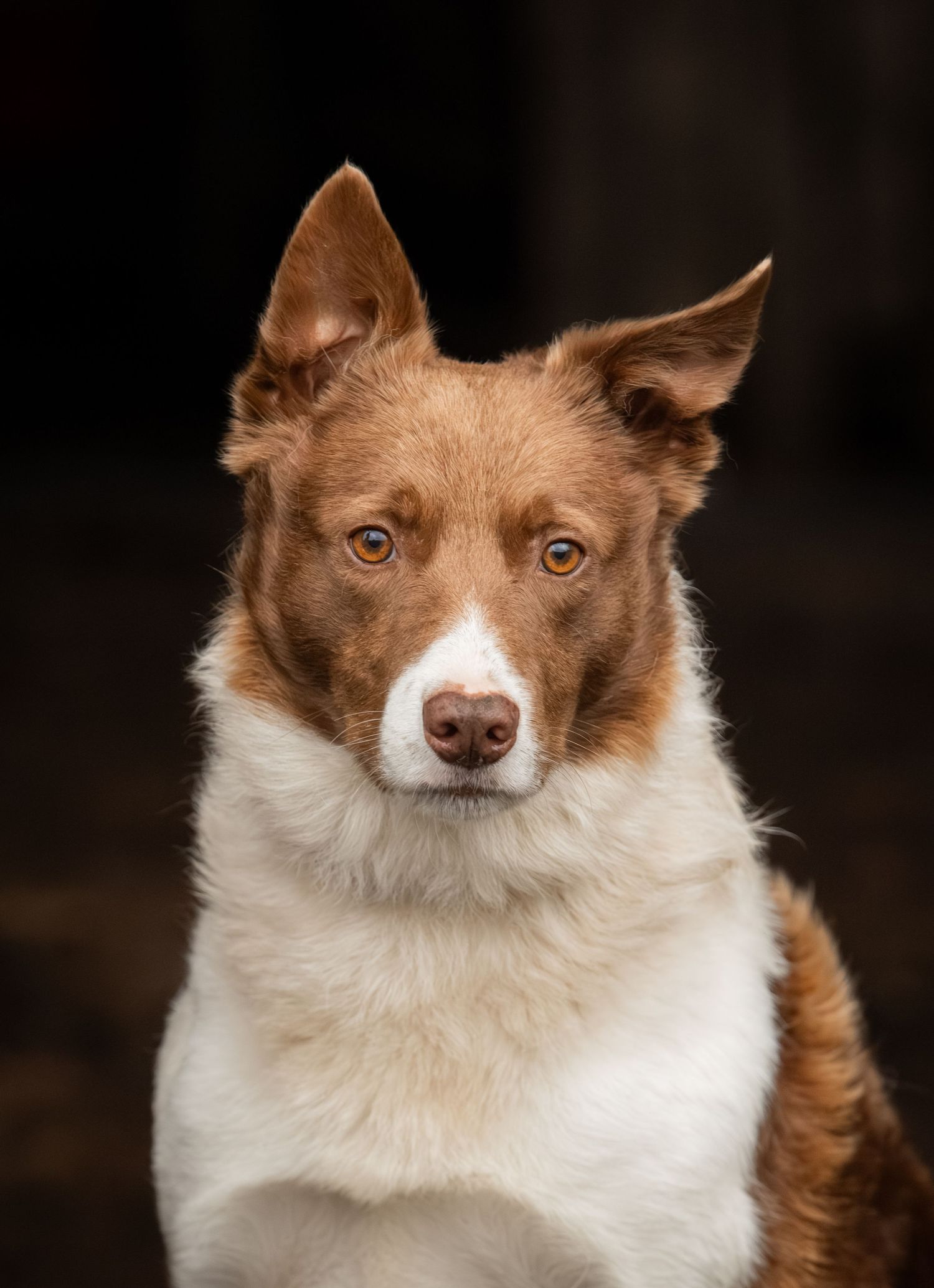 A brown and white Finnish Lapphund dog shows a range of expressive facial poses in a series of close-up portraits.