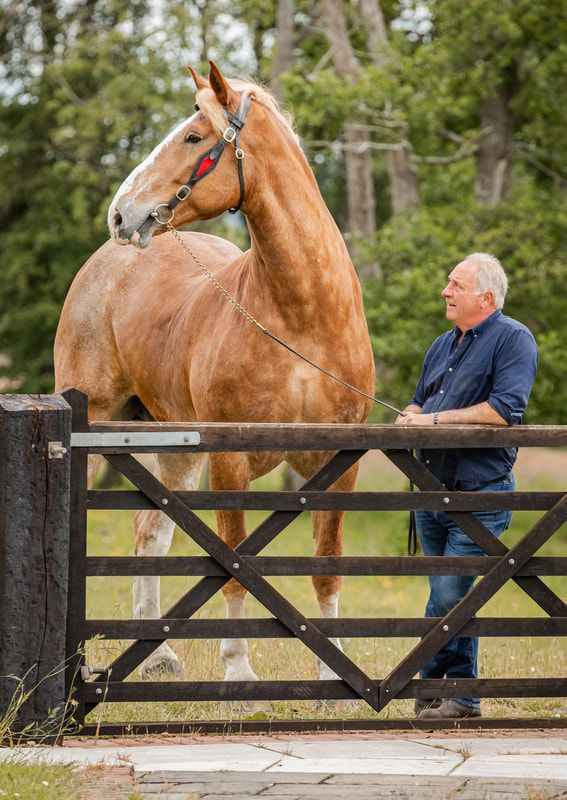 A chestnut horse and person interact playfully through a wooden fence in a pastoral setting.