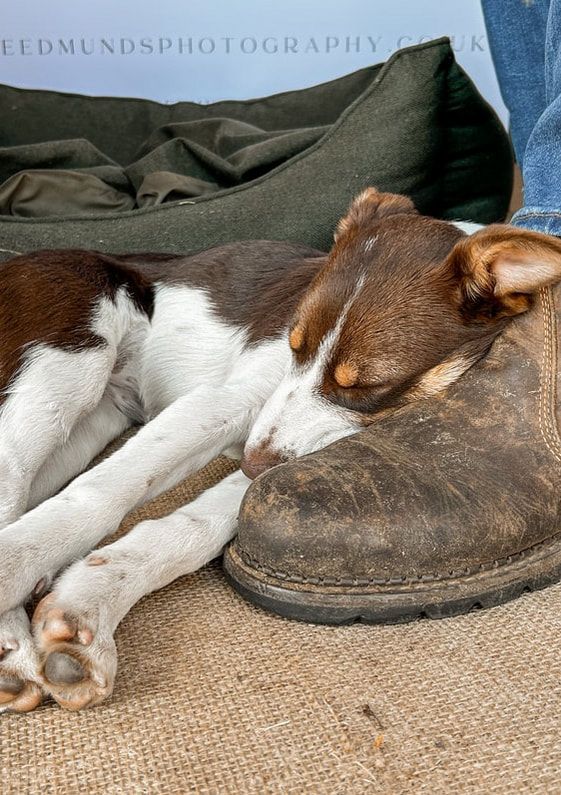 A brown and white dog sleeps peacefully next to a worn leather boot on a burlap surface.