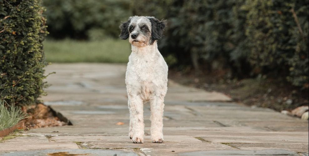 A white and brown spotted dog stands attentively on a garden pathway.