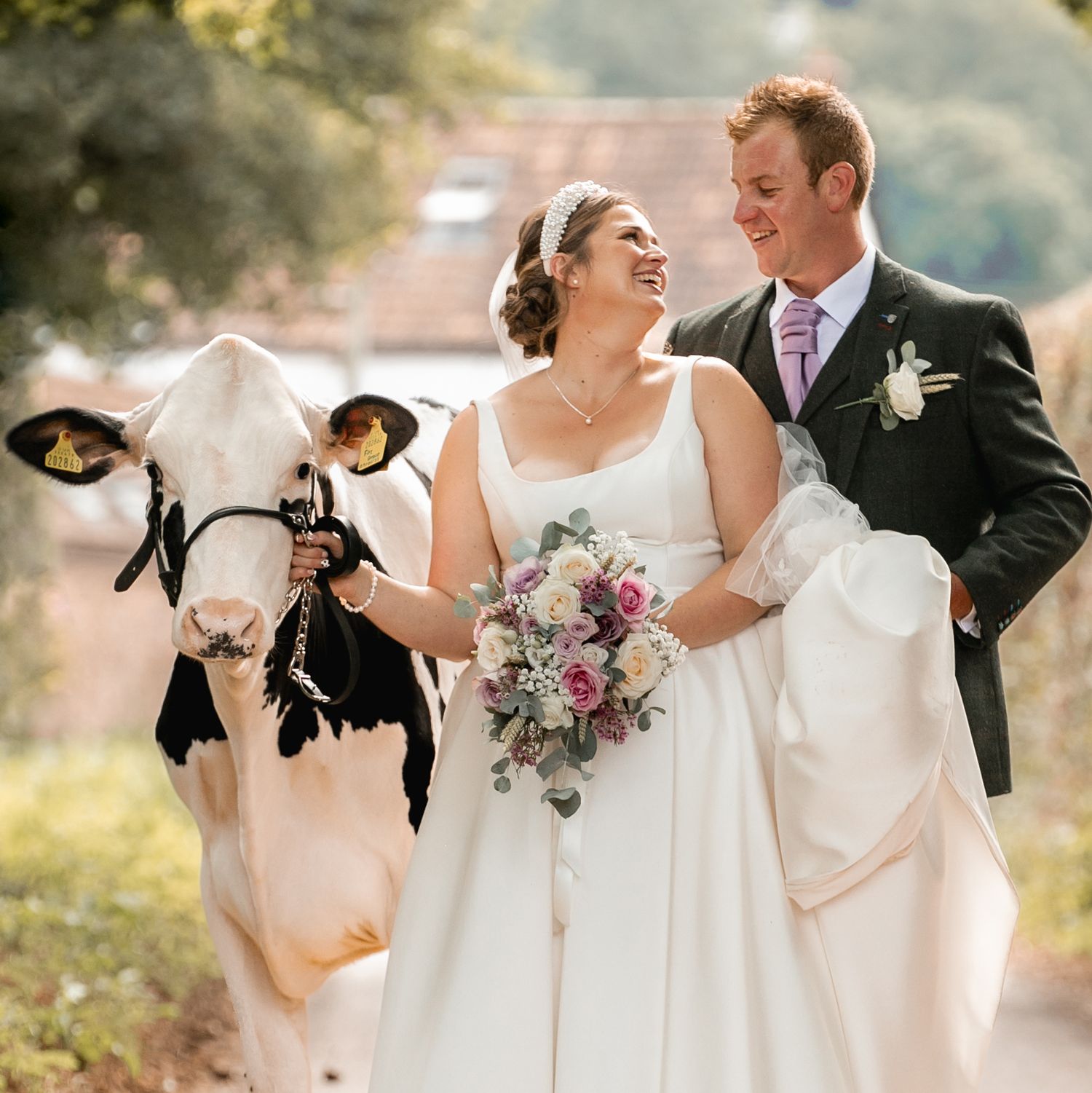 A wedding couple with bouquets of purple and pink flowers and cow in Enmore Somerset as featured in Farmers weekly.