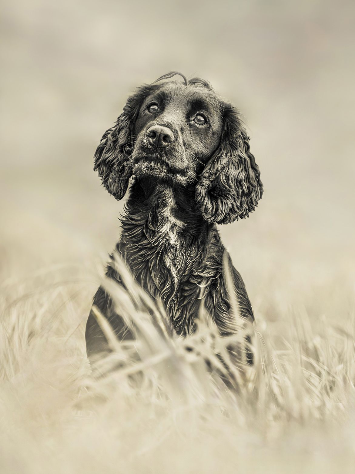 A black and white portrait of an English Springer Spaniel dog looking up while sitting in tall grass.