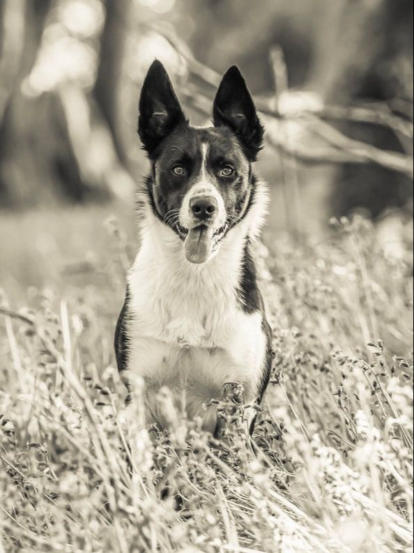 Black and white border collie dog sitting attentively in tall grass with focused expression in monochrome style.