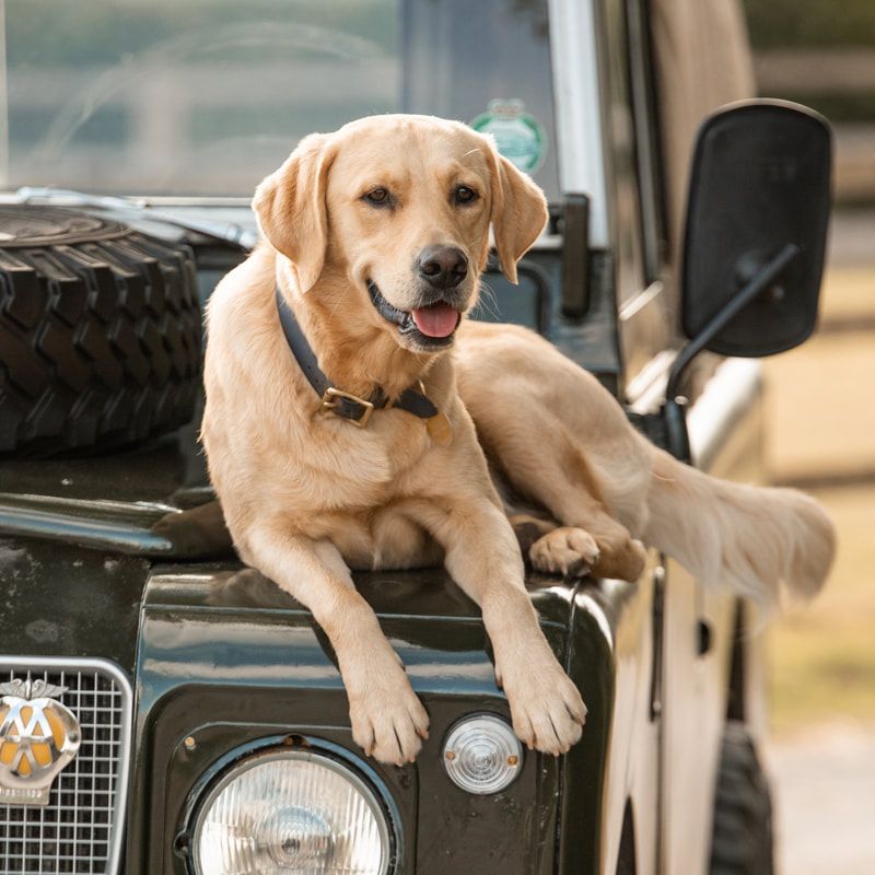A yellow Labrador retriever dog rests on the hood of a Land Rover vehicle, looking relaxed and content.