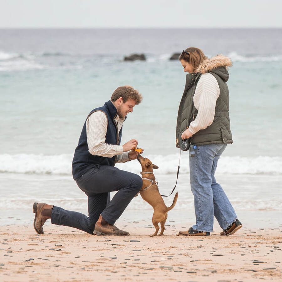 A brown dog plays and trains with two people on a sandy beach with ocean waves in the background.