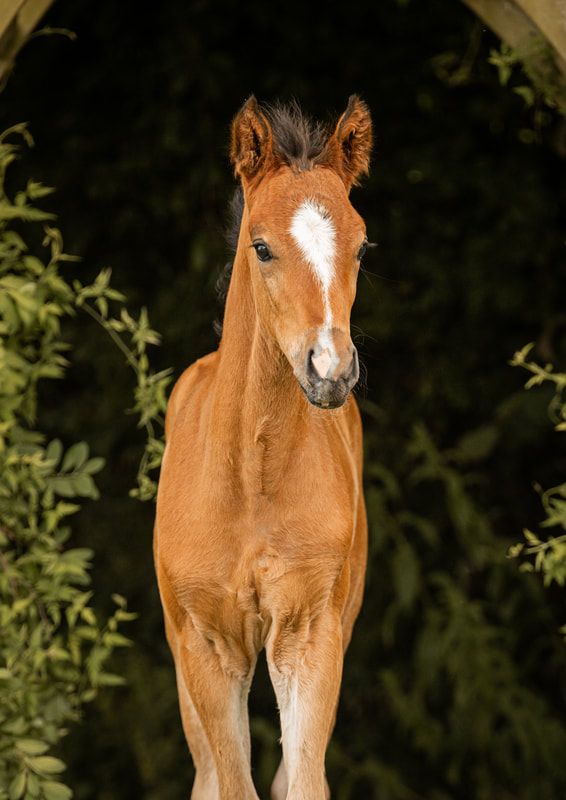 A chestnut foal with a white blaze marking stands against a dark background with green foliage.